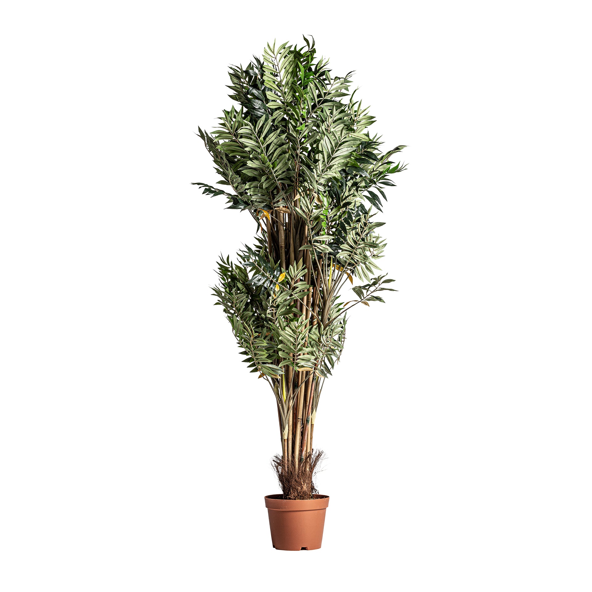 BAMBÚ PLANT
